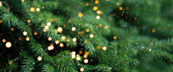 Uniek: bestel je kerstboom bij KVK Tienen en steun de jeugdwerking